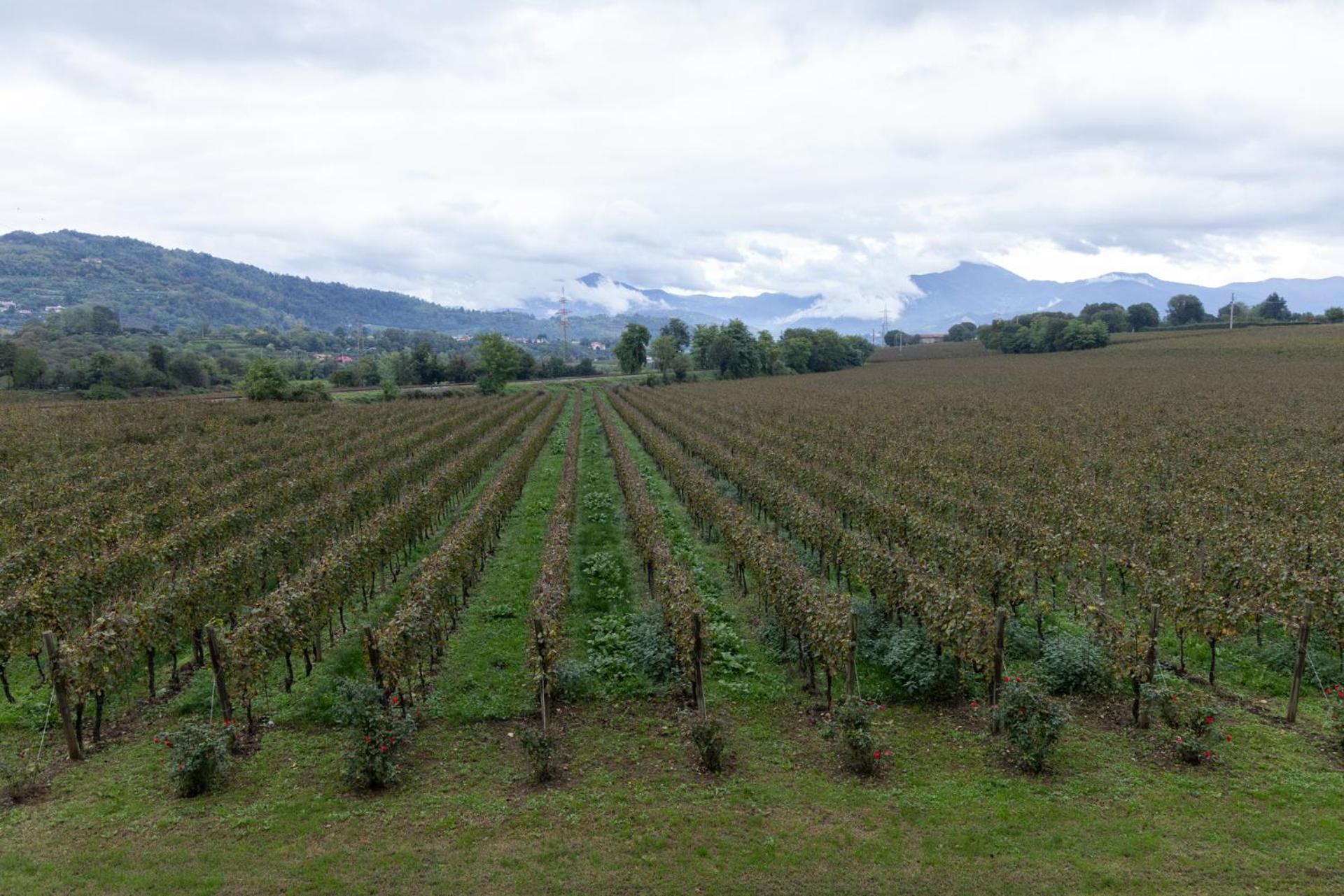 Agriturismo Ripa Del Bosco Capriolo ภายนอก รูปภาพ